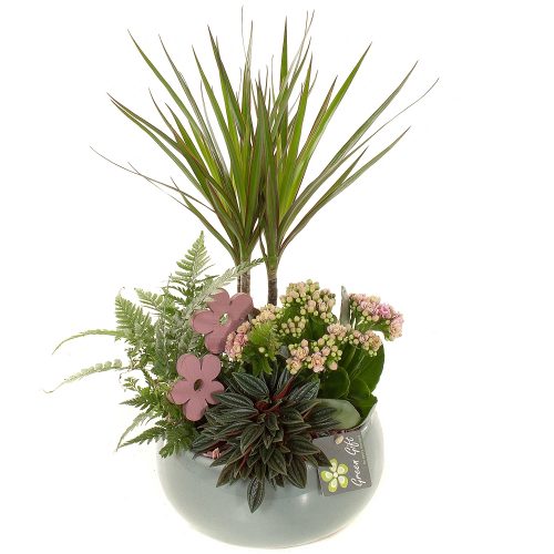Arrangementen kamerplanten h%	-	2	-	Adet