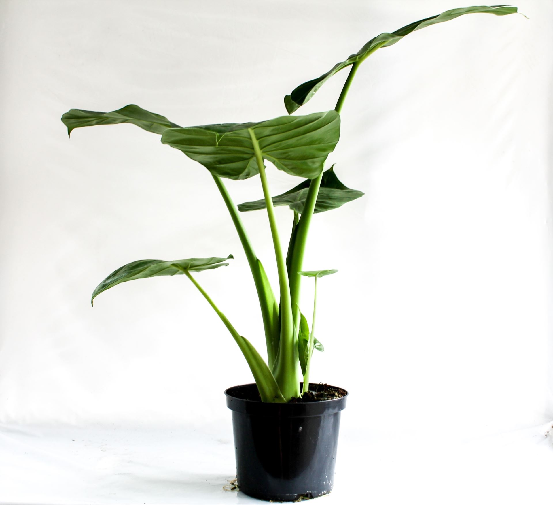 Alocasia calidora 1 Alocasia calidora