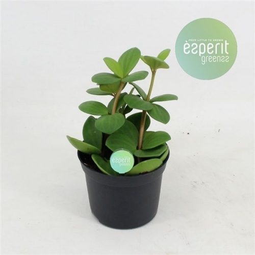 Peperomia hope