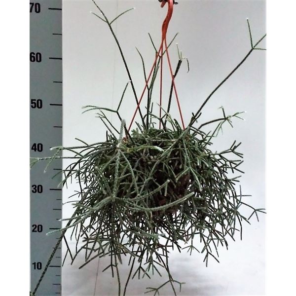 Rhipsalis pilocarpa 1 Rhipsalis pilocarpa