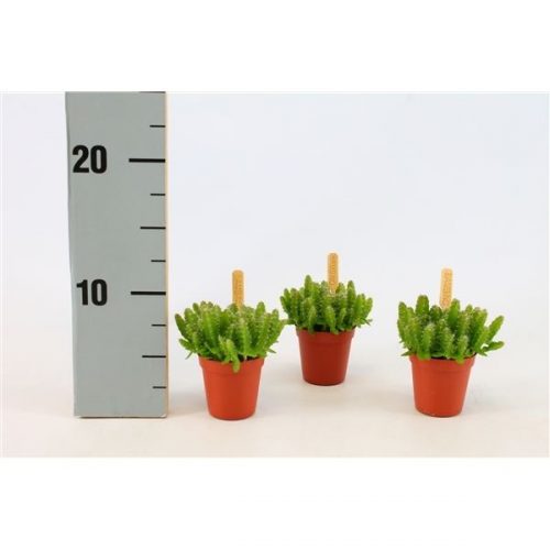 Cactus bambino hylocereus