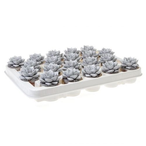 Echeveria rainbow purper soft grey