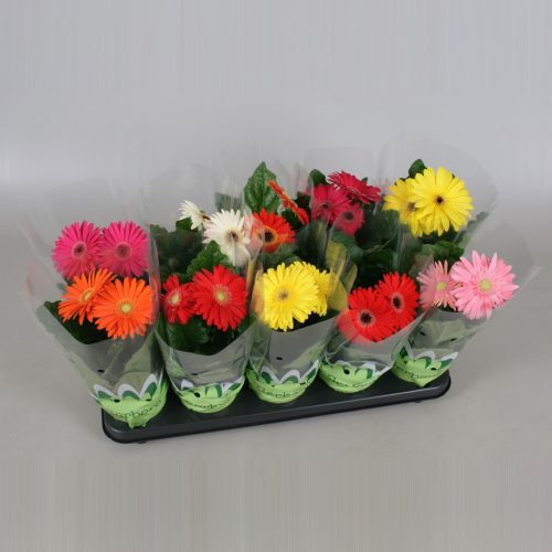 Gerbera mix