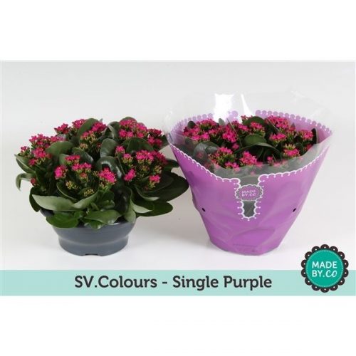 Kalanchoe paars