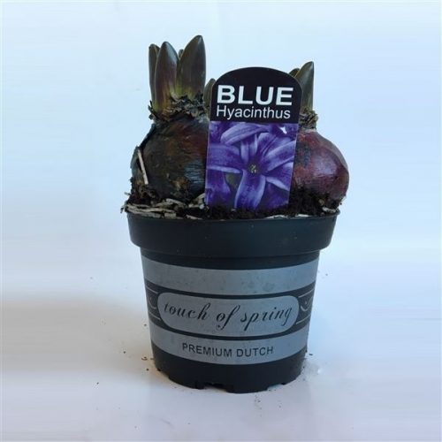 Hyacinthus blue pearl in zwarte pot to