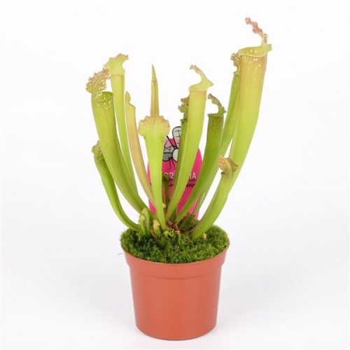 Sarracenia farhamii hybride