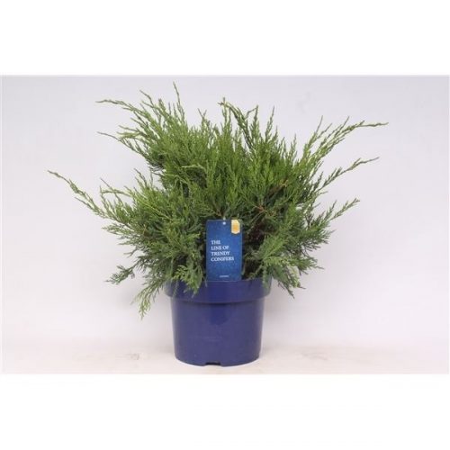 Juniperus x pfitzeriana mint julep