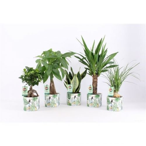 Kamerplanten jungle mix easy to care