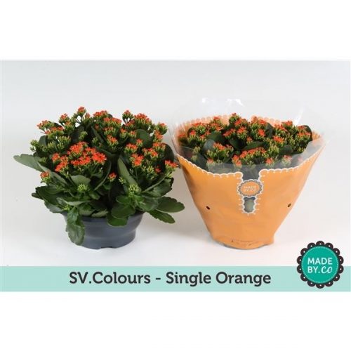 Kalanchoe oranje