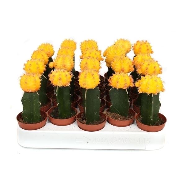 Gymnocalycium mihanovichii geent geel cg20g