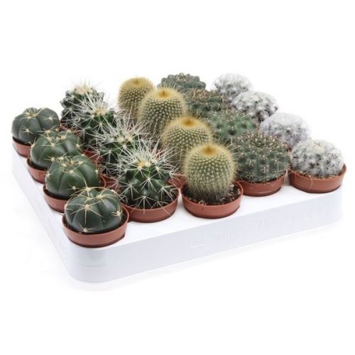 Cactus bol mix ca5006