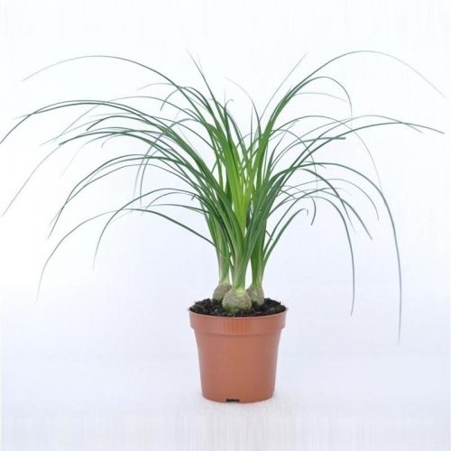 Beaucarnea recurvata