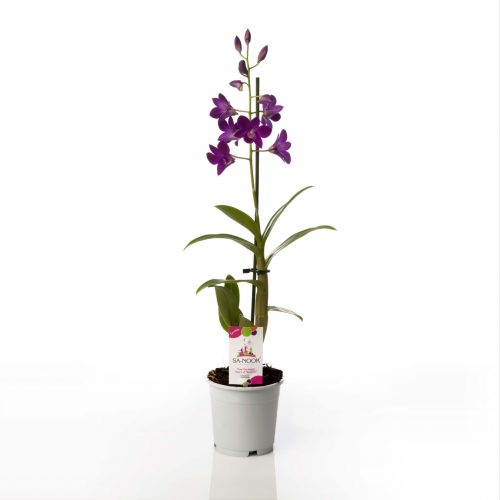 Dendrobium sa-nook purple happiness