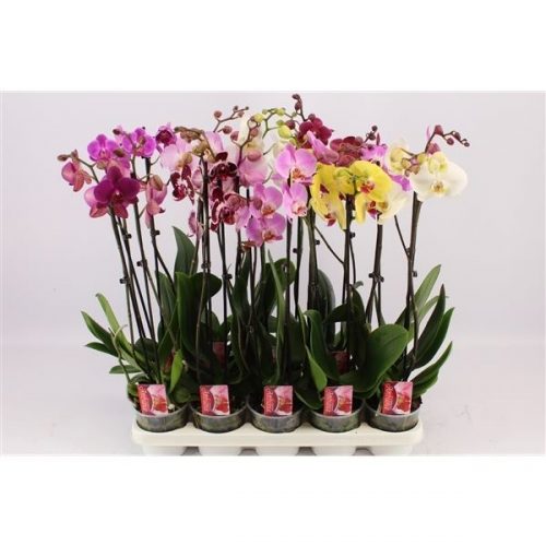 Phalaenopsis mix