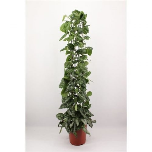 Scindapsus pictus trebie