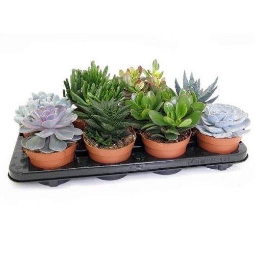 Succulenten mix suc12