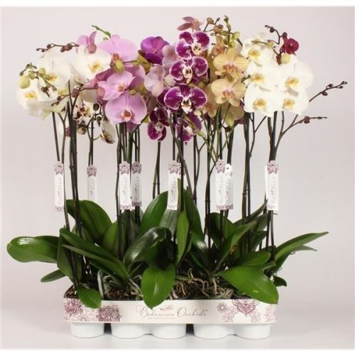 Phalaenopsis mix bohemian