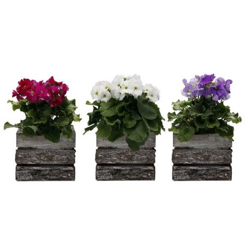 Primula obconica touch me mix 7040