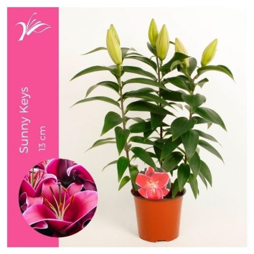 Lilium oriental sunny keys