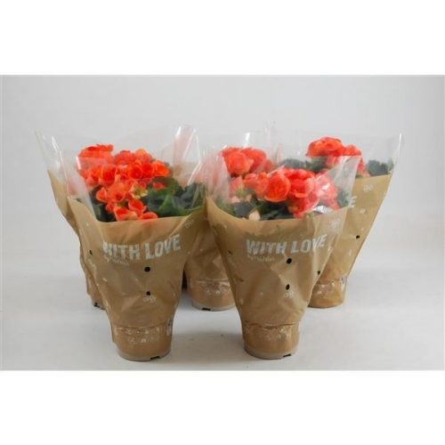 Begonia elatior du. batik