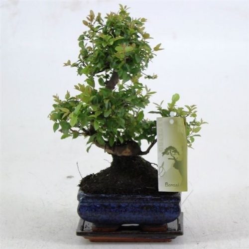 Bonsai sageretia sp. bonsai