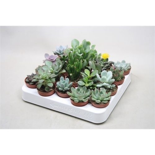 Succulenten mix