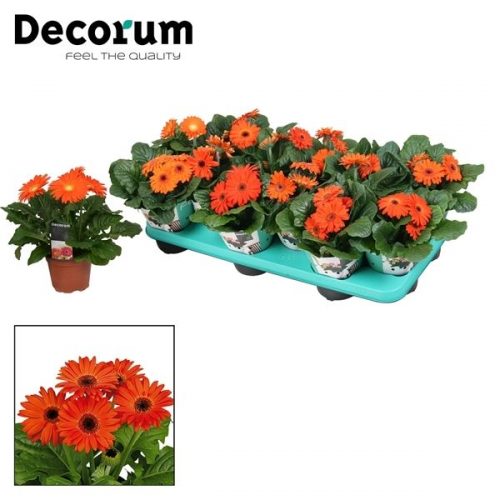 Gerbera oranje