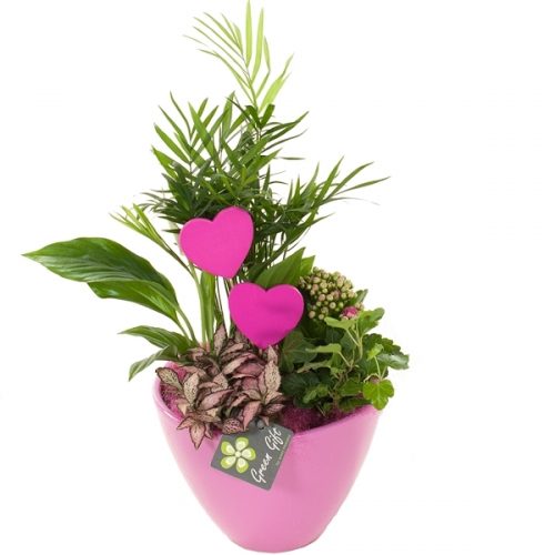 Ggv2051 keramiek roze	-	3	-	Adet