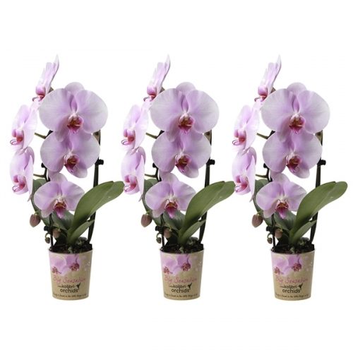 Phalaenopsis multiflora kolibri big sensation roze