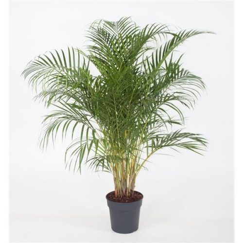 Dypsis lutescens
