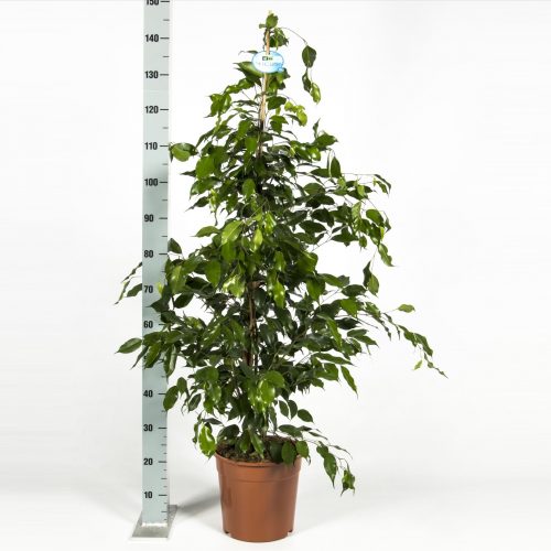 Ficus benjamina exotica