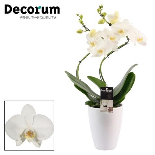 Phalaenopsis wit hurricane phwdpc