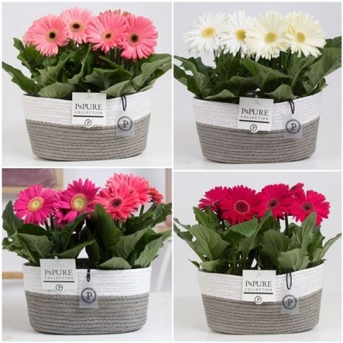 Gerbera mix