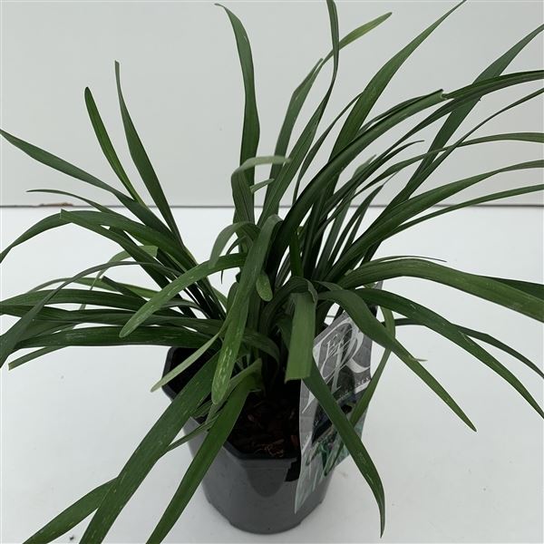 Liriope big blue 1 Liriope big blue