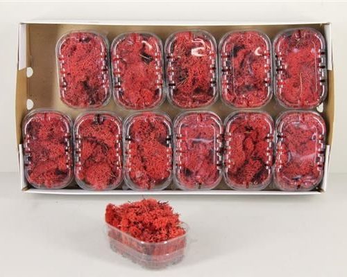 Moss icelandic red box - Moss icelandic red box