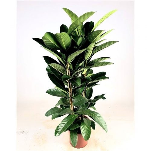 Ficus benghalensis roy