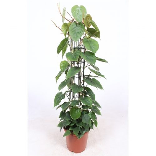 Philodendron scandens