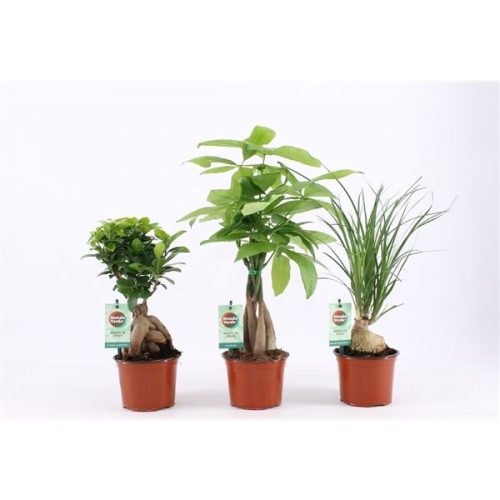 Kamerplanten mix asia