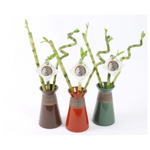 Dracaena lucky bamboo arrangement