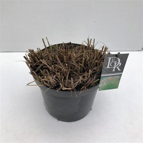 Miscanthus sinensis kleine silbers