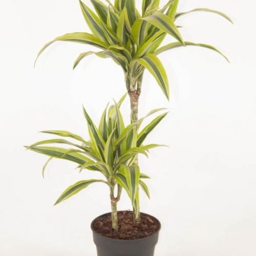 Dracaena fragr. der. lemon lime