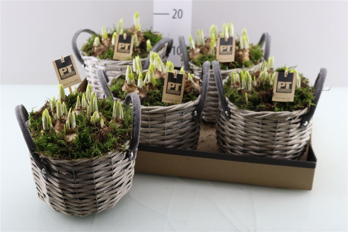 Arrangementen tete a tete l% - 5 - Adet