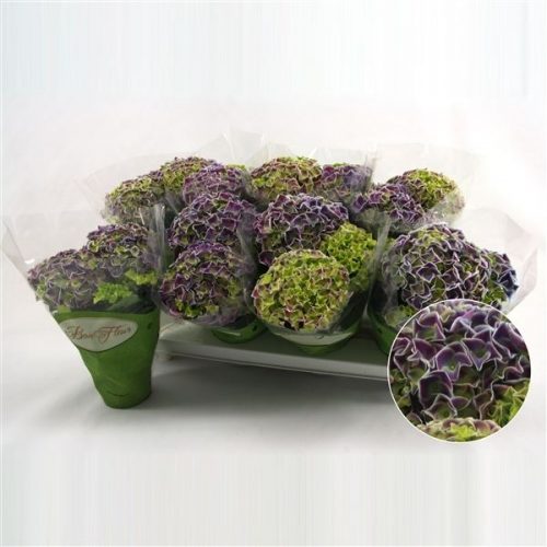 Hydrangea macr. tivoli blauw bicolor