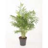 Chamaedorea elegans 2 Chamaedorea elegans 1
