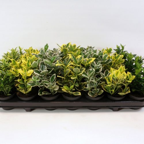 Euonymus jap. mix