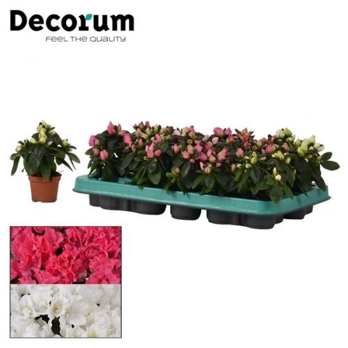 Rhododendron simsii mix hellmut vogel	 diam. 10cm	-	20	-	Adet