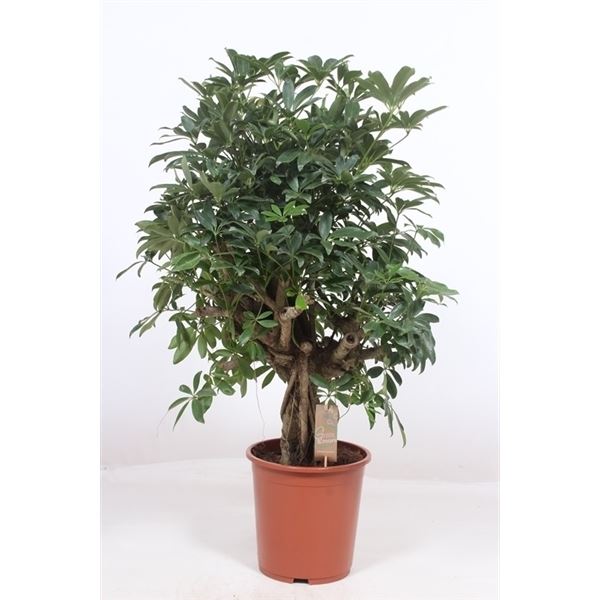 Schefflera arboricola compacta