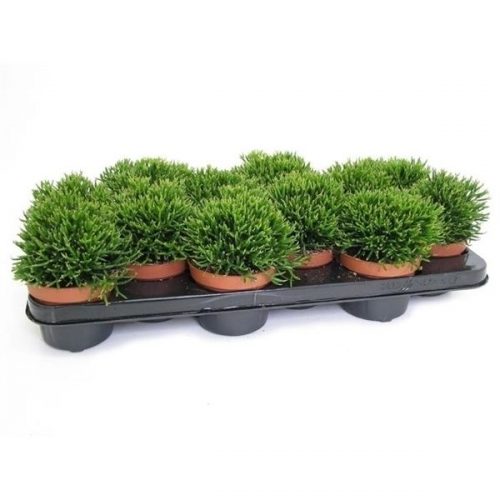 Hatiora salicormioides