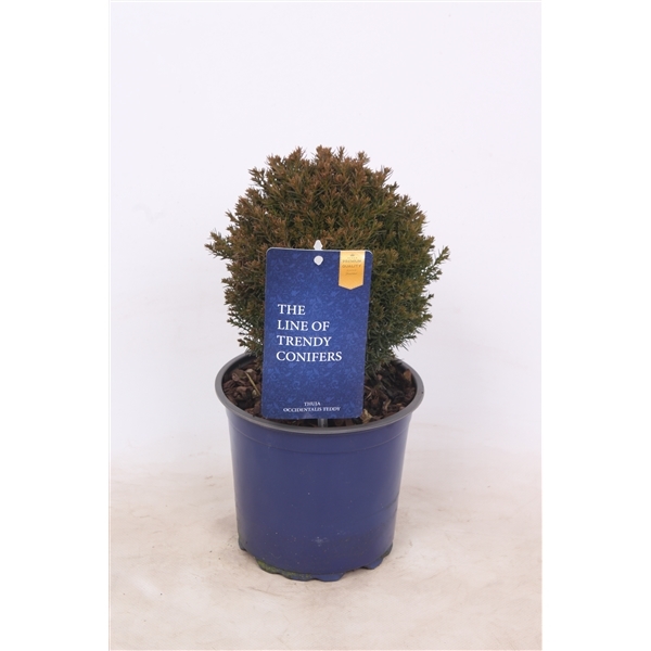 Thuja occidentalis teddy 1 Thuja occidentalis teddy