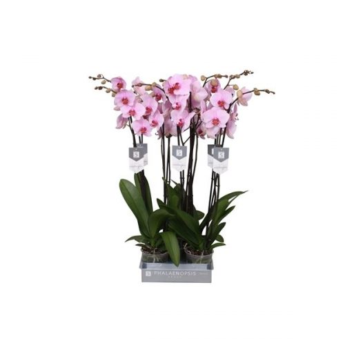 Phalaenopsis washington